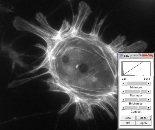 Images Pixels Analyzing Fluorescence Microscopy Images