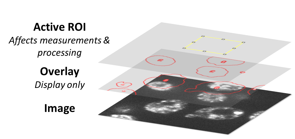 Measurements Regions Of Interest Analyzing Fluorescence